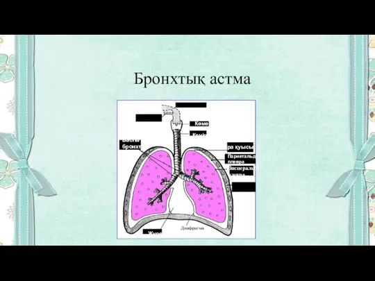 Бронхтық астма Жүрек Басты бронхтар Көмей Кеңірдек Плевра қуысы Париетальді плевра Висцеральді плевра