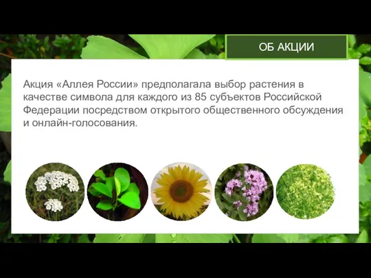 ОБ АКЦИИ Акция «Аллея России» предполагала выбор растения в качестве символа для каждого