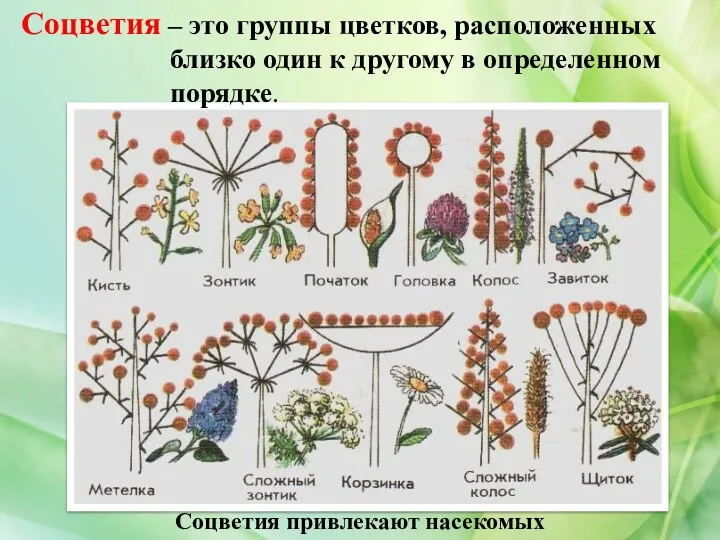 Соцветия – это группы цветков, расположенных близко один к другому в определенном порядке. Соцветия привлекают насекомых