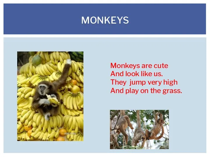 MONKEYS Monkeys are cute And look like us. They jump