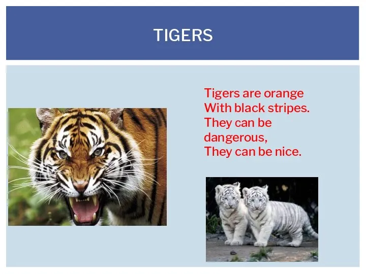 TIGERS Tigers are orange With black stripes. They сan be dangerous, They can be nice.