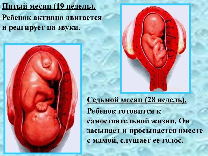 Пятый месяц (19 недель). Ребенок активно двигается и реагирует на