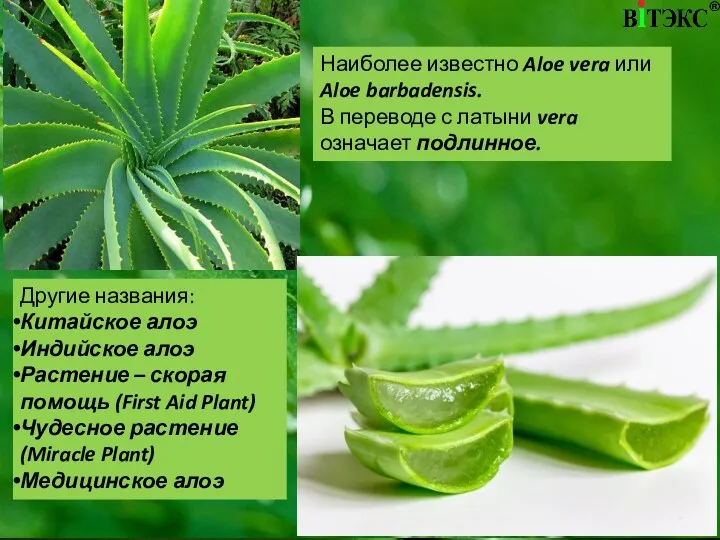 Наиболее известно Aloe vera или Aloe barbadensis. В переводе с