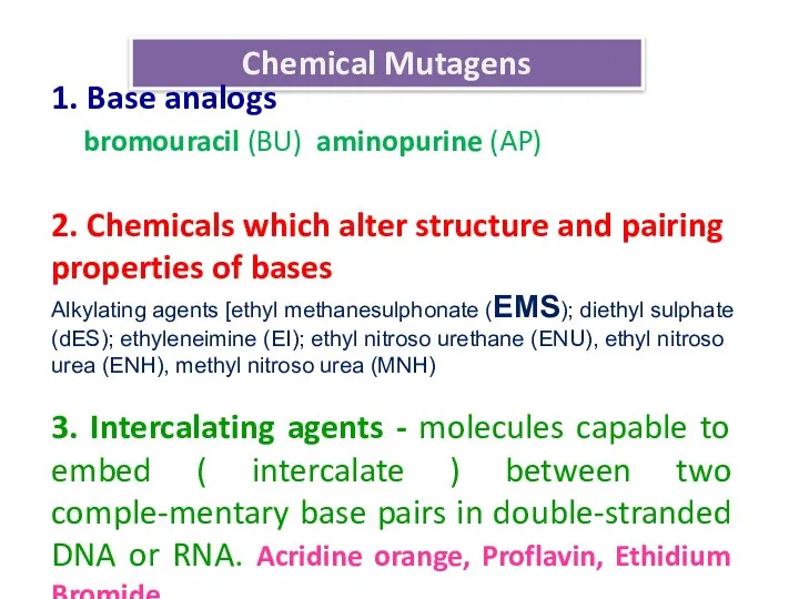 Chemical Mutagens 1. Base analogs bromouracil (BU) aminopurine (AP) 2.