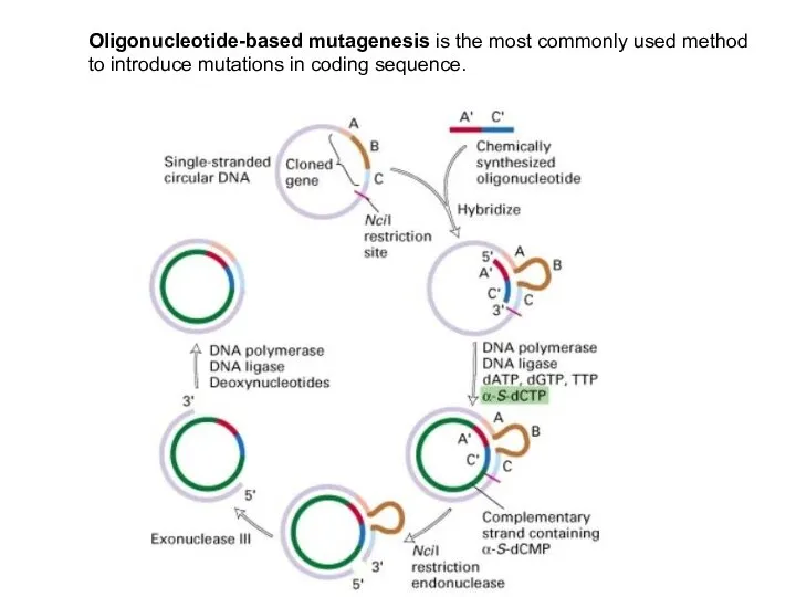 Oligonucleotide-based mutagenesis is the most commonly used method to introduce mutations in coding sequence.