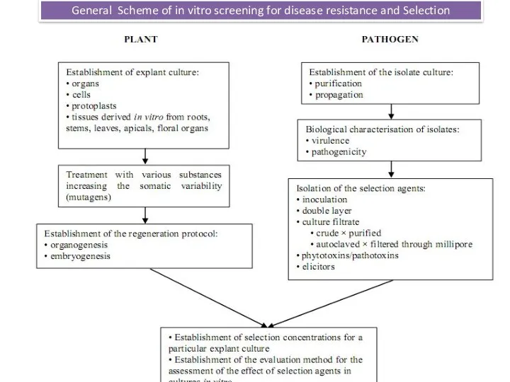 General Scheme of in vitro screening for disease resistance and Selection