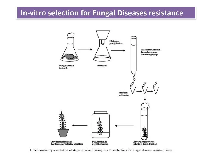 In-vitro selection for Fungal Diseases resistance