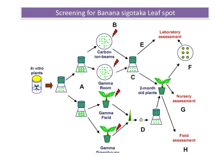 Screening for Banana sigotaka Leaf spot