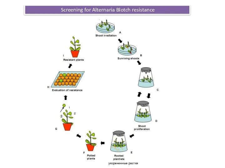 Screening for Alternaria Blotch resistance укорененные ростки