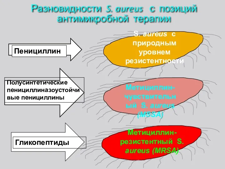 Разновидности S. aureus с позиций антимикробной терапии