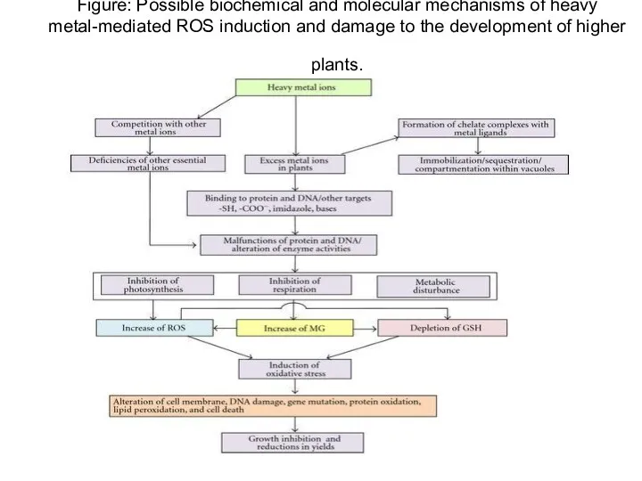 Figure: Possible biochemical and molecular mechanisms of heavy metal-mediated ROS