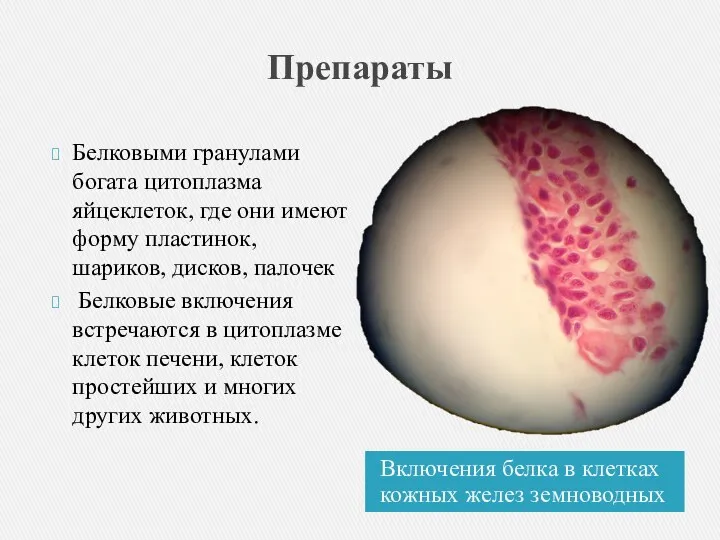 Препараты Включения белка в клетках кожных желез земноводных Белковыми гранулами