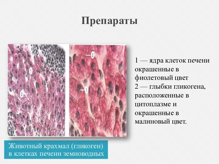 Препараты Животный крахмал (гликоген) в клетках печени земноводных 1 —