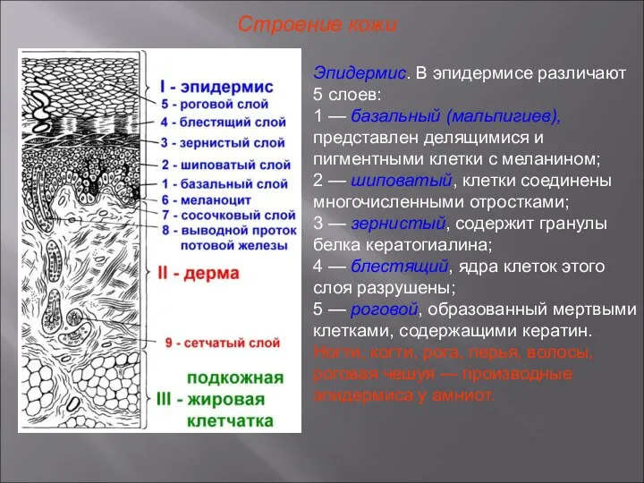 Строение кожи Эпидермис. В эпидермисе различают 5 слоев: 1 —