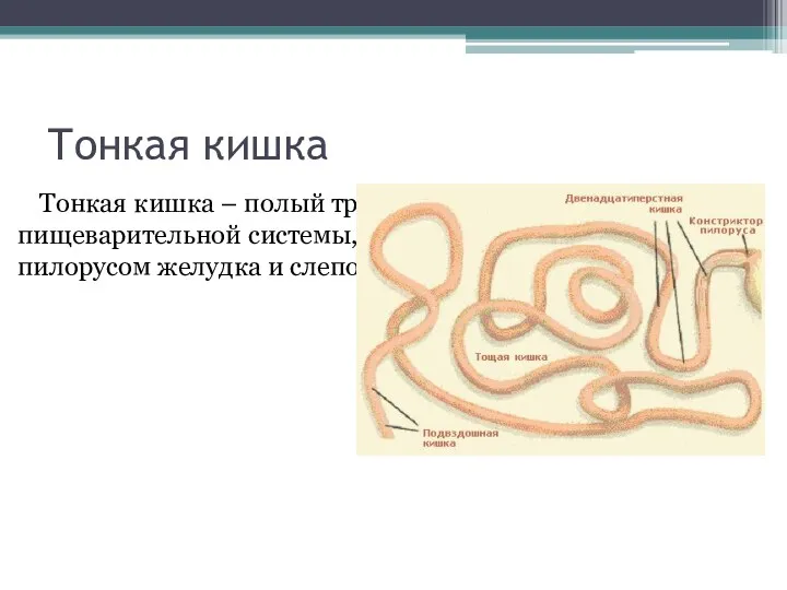 Тонкая кишка Тонкая кишка – полый трубчатый орган пищеварительной системы,