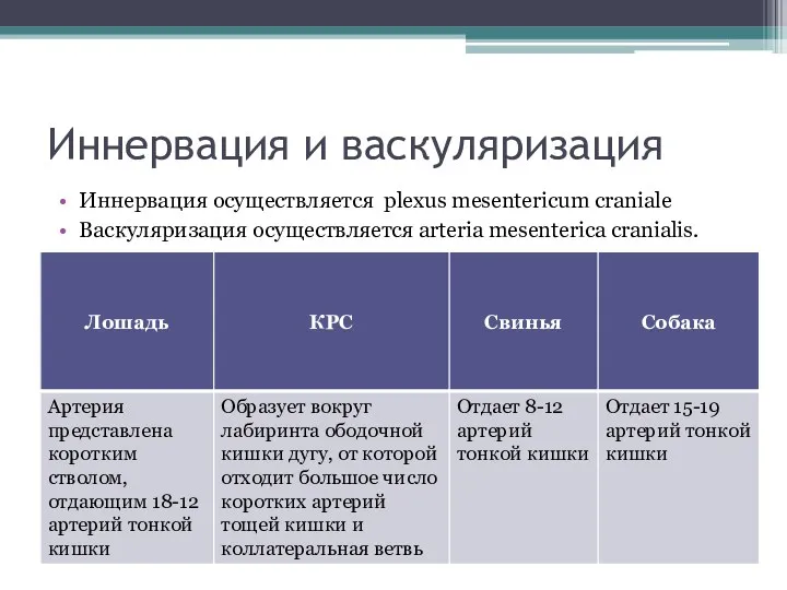 Иннервация и васкуляризация Иннервация осуществляется plexus mesentericum craniale Васкуляризация осуществляется arteria mesenterica cranialis.