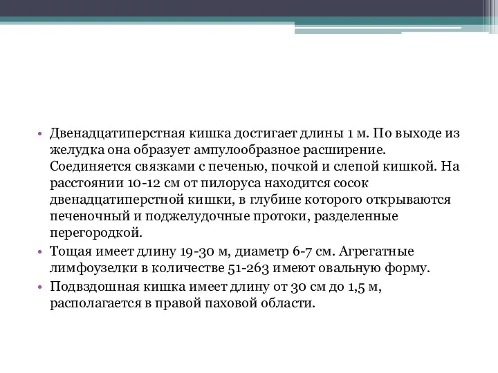 Двенадцатиперстная кишка достигает длины 1 м. По выходе из желудка