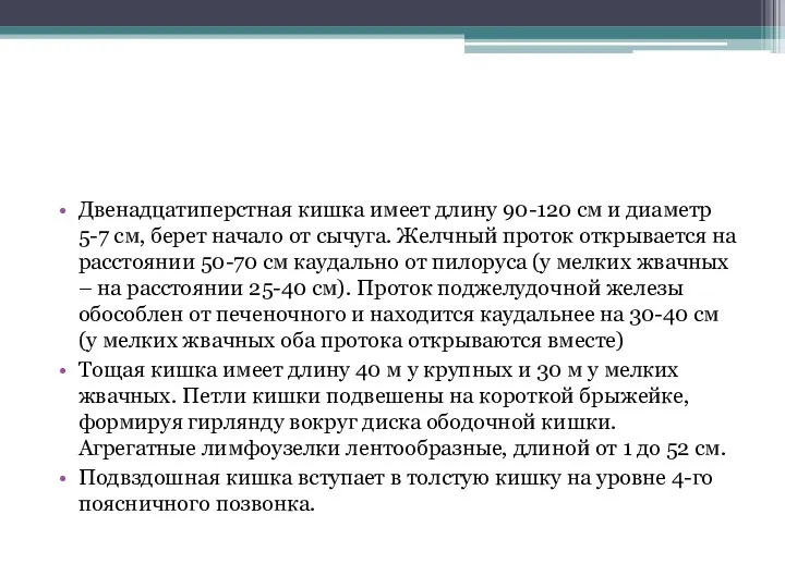 Двенадцатиперстная кишка имеет длину 90-120 см и диаметр 5-7 см,