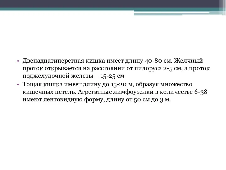 Двенадцатиперстная кишка имеет длину 40-80 см. Желчный проток открывается на