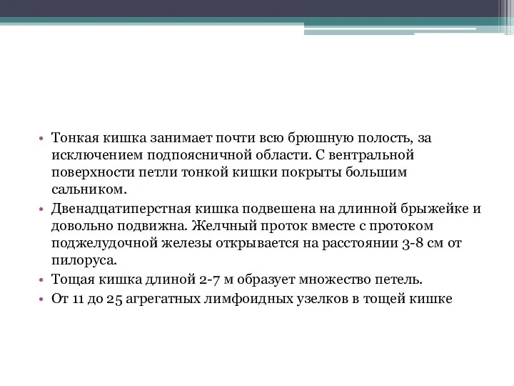 Тонкая кишка занимает почти всю брюшную полость, за исключением подпоясничной