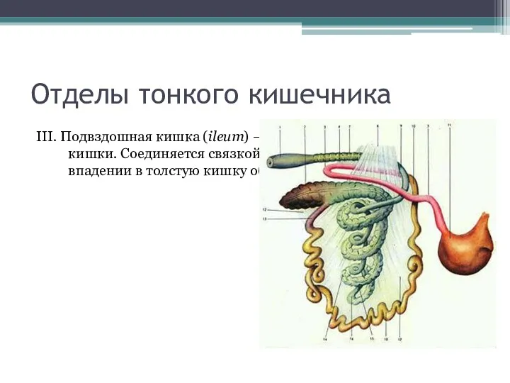 Отделы тонкого кишечника III. Подвздошная кишка (ileum) – самая короткая