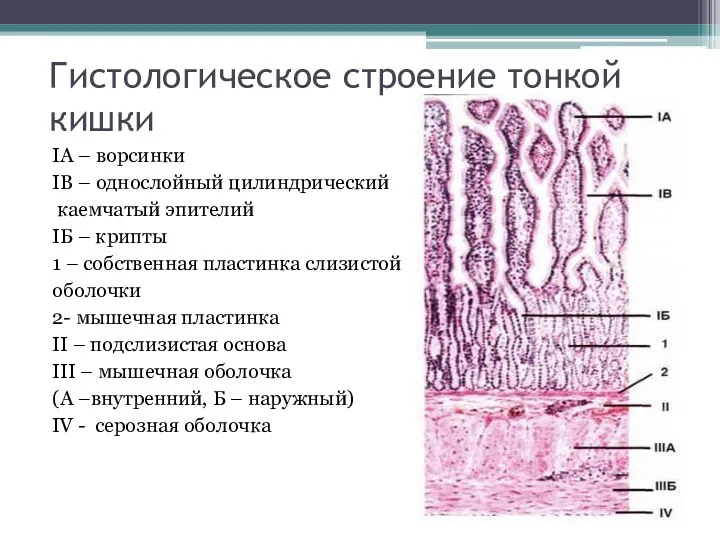 Гистологическое строение тонкой кишки IА – ворсинки IB – однослойный