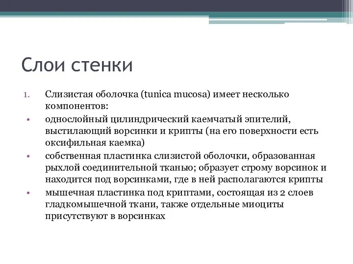 Слои стенки Слизистая оболочка (tunica mucosa) имеет несколько компонентов: однослойный