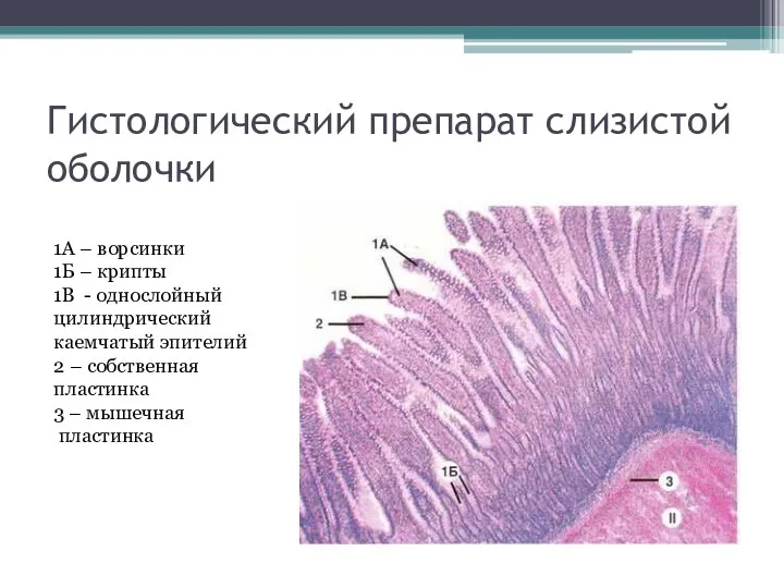 Гистологический препарат слизистой оболочки 1А – ворсинки 1Б – крипты