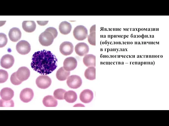 Явление метахромазии на примере базофила (обусловлено наличием в гранулах биологически активного вещества – гепарина)