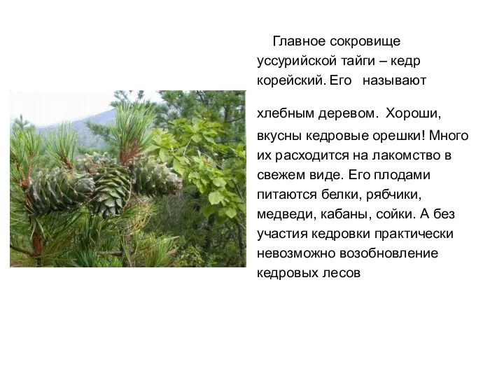 Главное сокровище уссурийской тайги – кедр корейский. Его называют хлебным