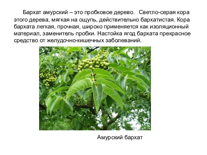 Бархат амурский – это пробковое дерево. Светло-серая кора этого дерева,