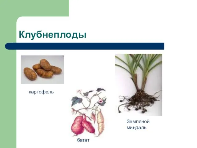 Клубнеплоды картофель батат Земляной миндаль