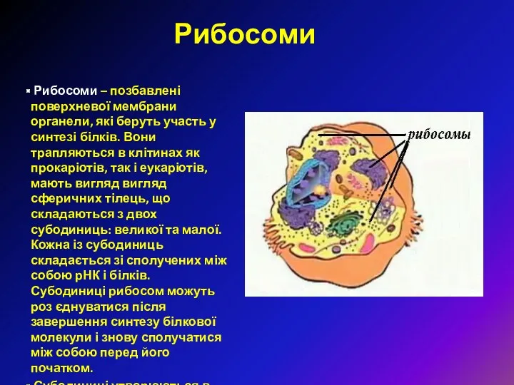 Рибосоми – позбавлені поверхневої мембрани органели, які беруть участь у