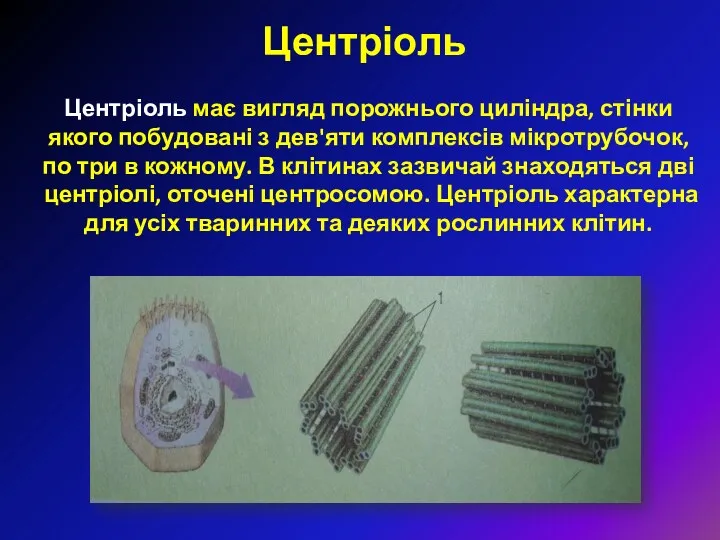 Центріоль Центріоль має вигляд порожнього циліндра, стінки якого побудовані з