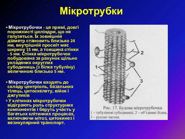 Мікротрубки Мікротрубочки - це прямі, довгі порожнисті циліндри, що не