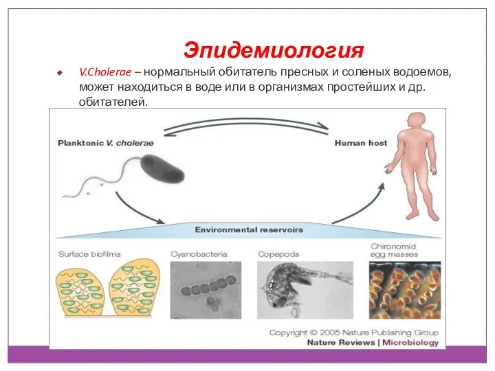 Эпидемиология V.Cholerae – нормальный обитатель пресных и соленых водоемов, может