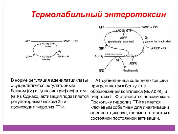 Термолабильный энтеротоксин В норме регуляция аденилатциклазы осуществляется регуляторным белком (Gs)