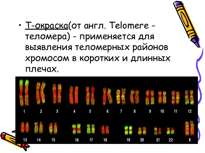 Т-окраска(от англ. Telomere - теломера) - применяется для выявления теломерных