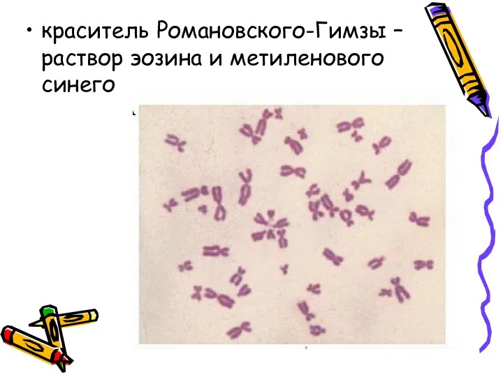 краситель Романовского-Гимзы – раствор эозина и метиленового синего