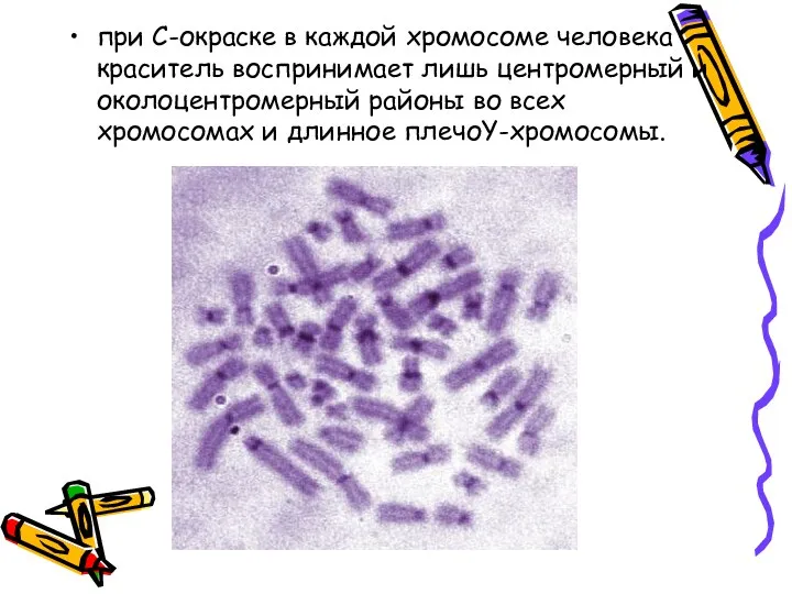 при С-окраске в каждой хромосоме человека краситель воспринимает лишь центромерный