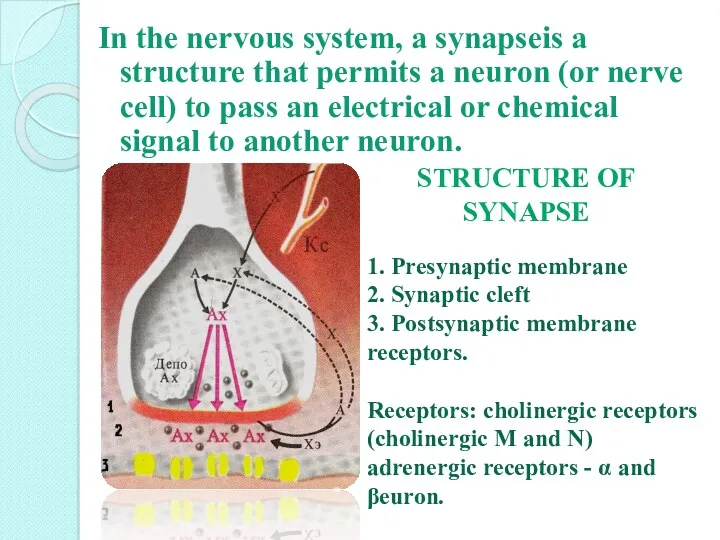 In the nervous system, a synapseis a structure that permits a neuron (or