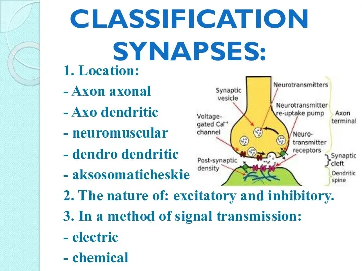 1. Location: - Axon axonal - Axo dendritic - neuromuscular - dendro dendritic