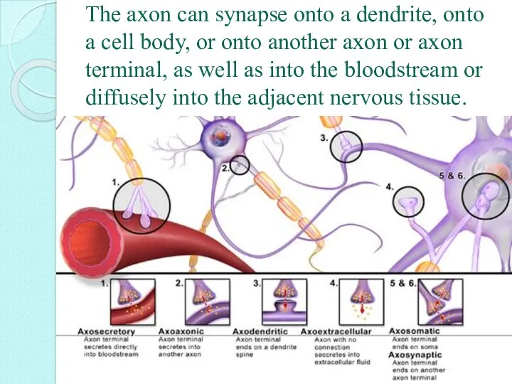 The axon can synapse onto a dendrite, onto a cell body, or onto