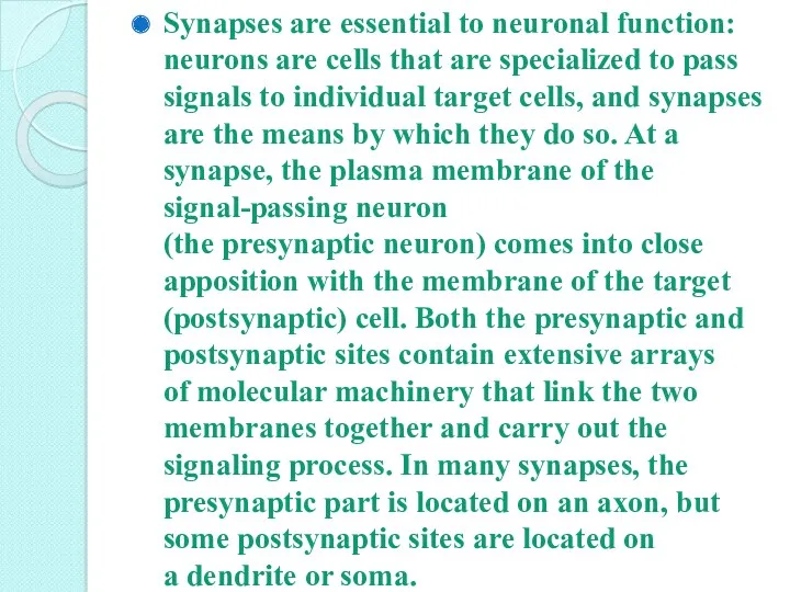 Synapses are essential to neuronal function: neurons are cells that