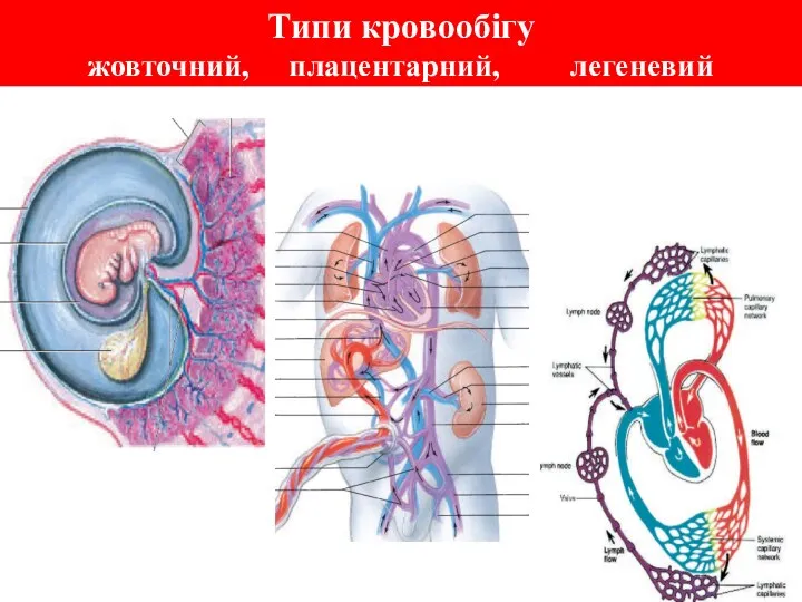 Типи кровообігу жовточний, плацентарний, легеневий