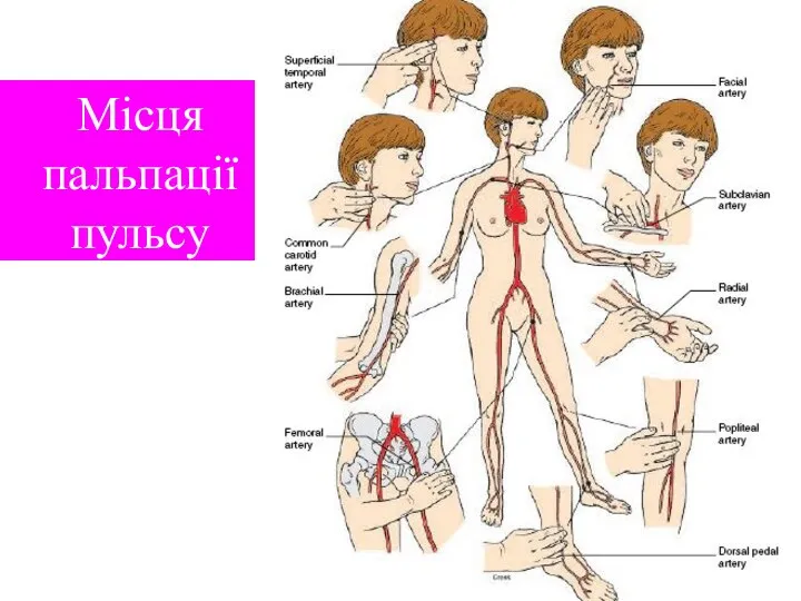 Місця пальпації пульсу