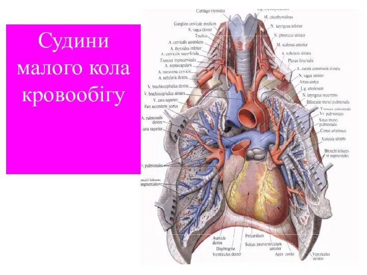 Судини малого кола кровообігу