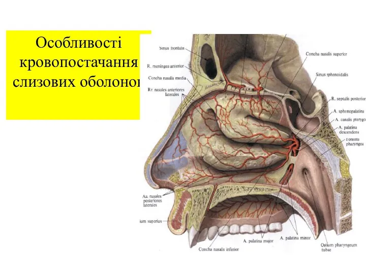 Особливості кровопостачання слизових оболонок