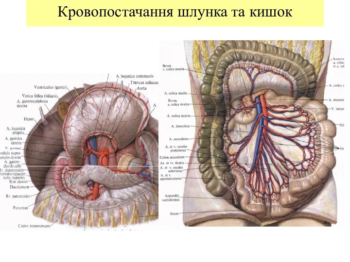 Кровопостачання шлунка та кишок