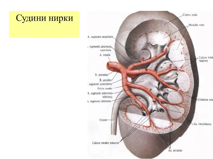 Судини нирки